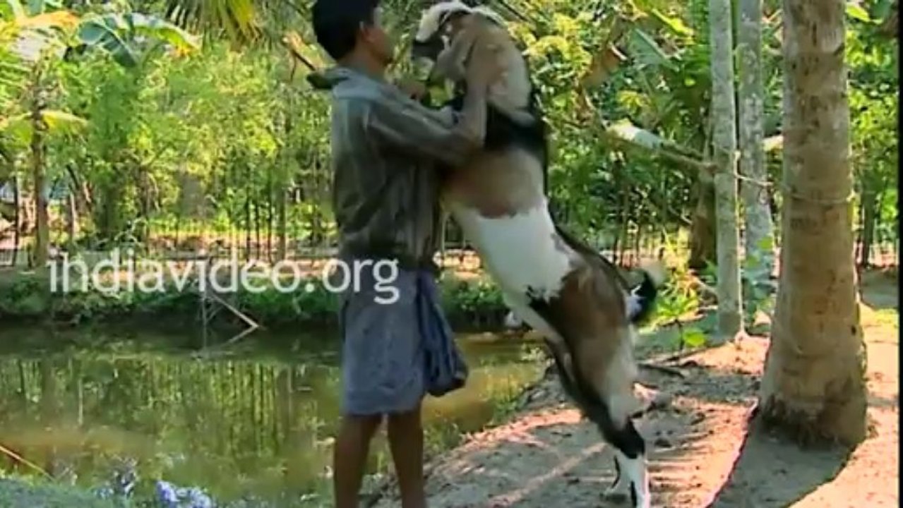 Goat and Man - funny video