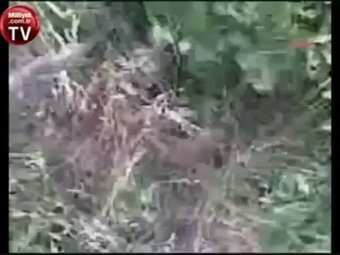 Sivas Kangalı VS Zehirli Yılan