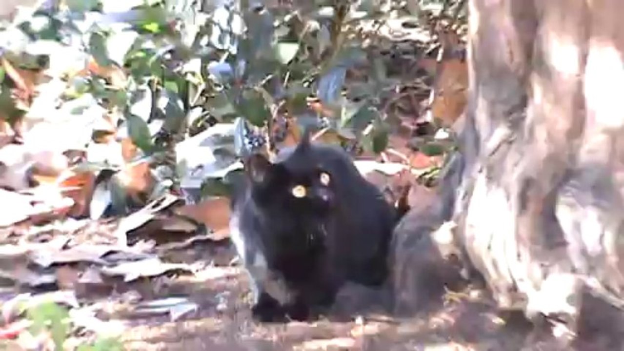 Chats de Rome