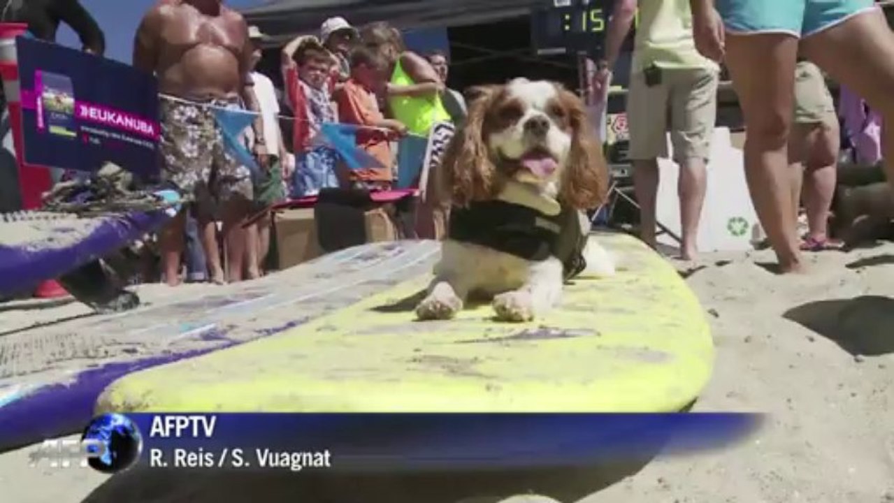 Tierisch cool: surfende Hunde in Kalifornien