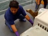 Перу: морские львы возвращаются домой