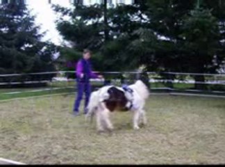Miniature horse desensitizing for driving fear 2nd day