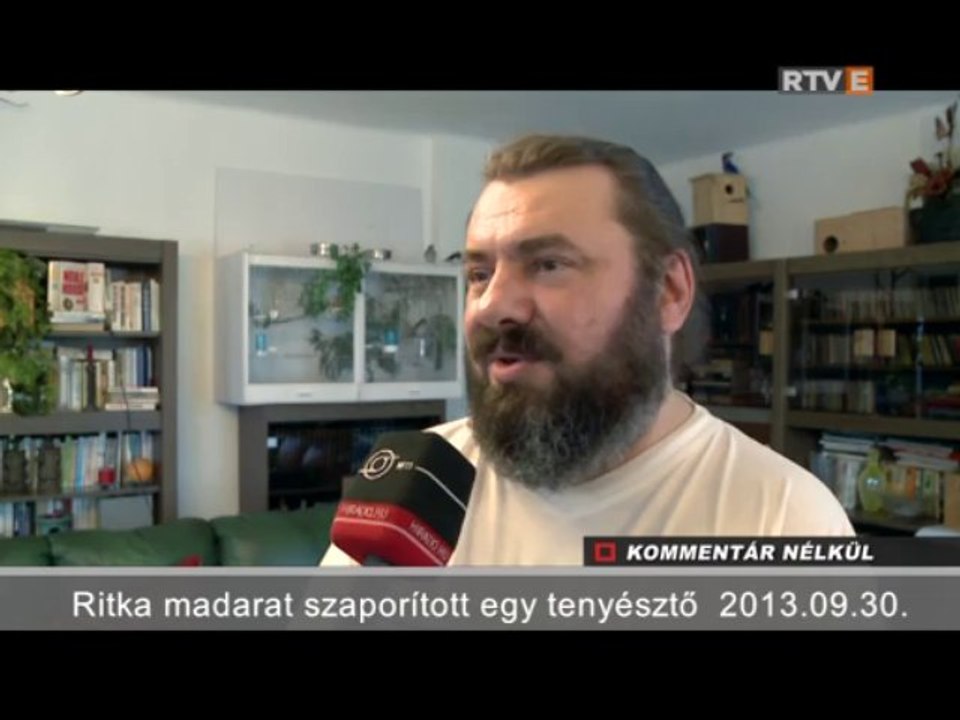 Kommentár Nélkül Ritka madarat szaporított egy tenyésztő  2013.09.30.