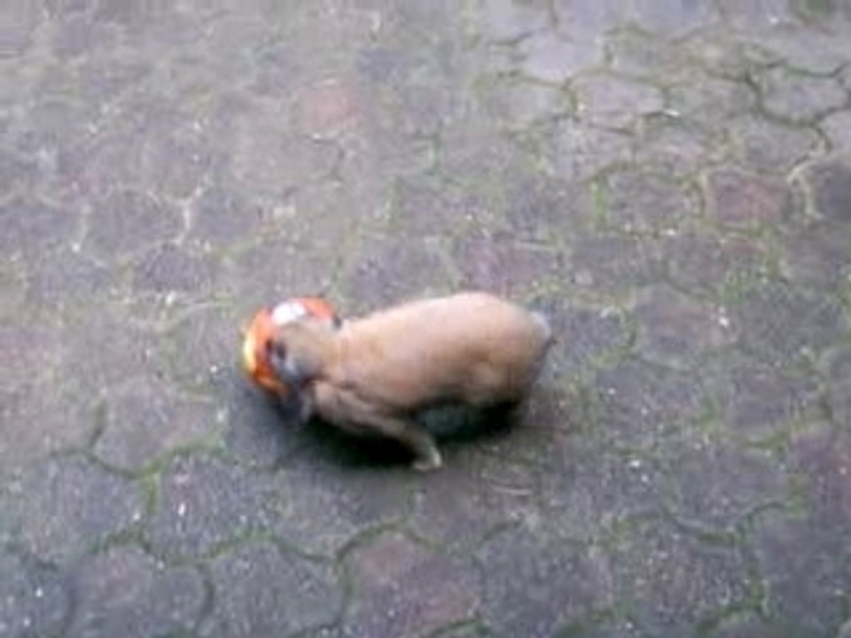 drole de lapin