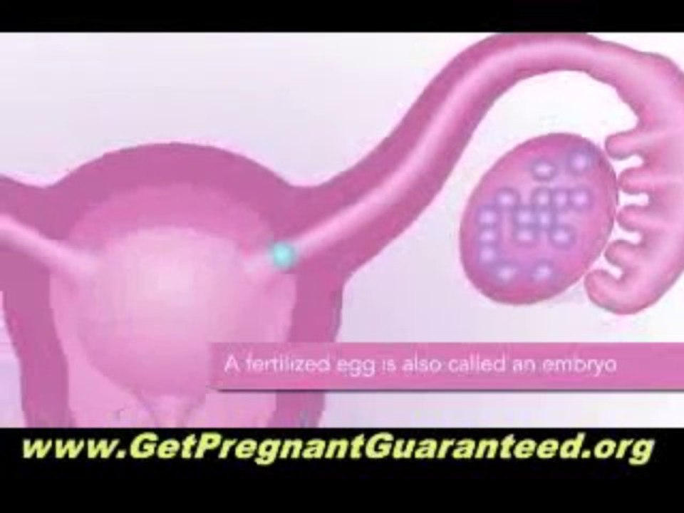 Importance Of Pregnancy Miracle In Modern Life