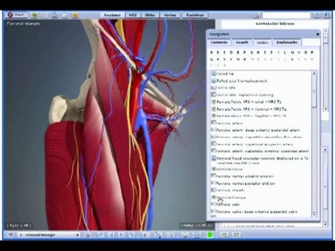 3D Interactive Hip Human Anatomy - 2009 release