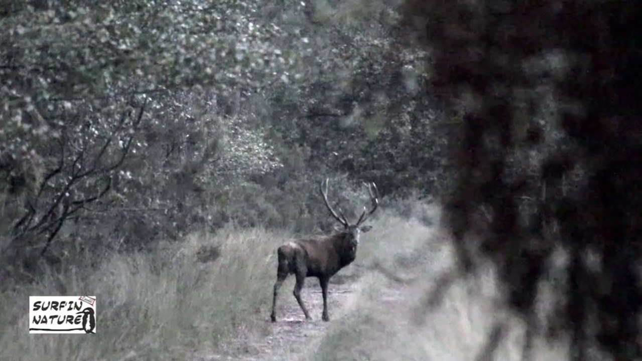 Brame du Cerf