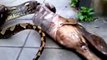 The Grossest Thing You'll See all Day: Snake Vomits Dog