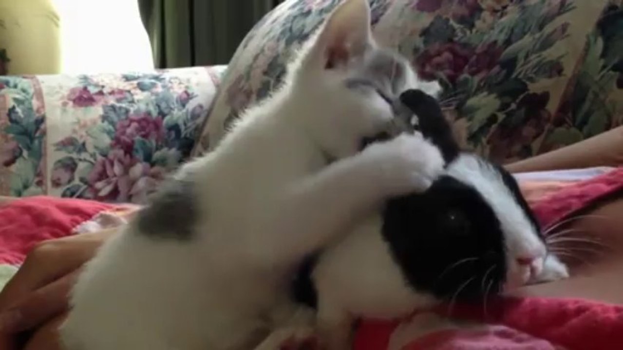 Cute Kitten cleaning baby Bunny (Adorable funny video)