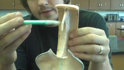 Human Anatomy BSC 227 Dura Model