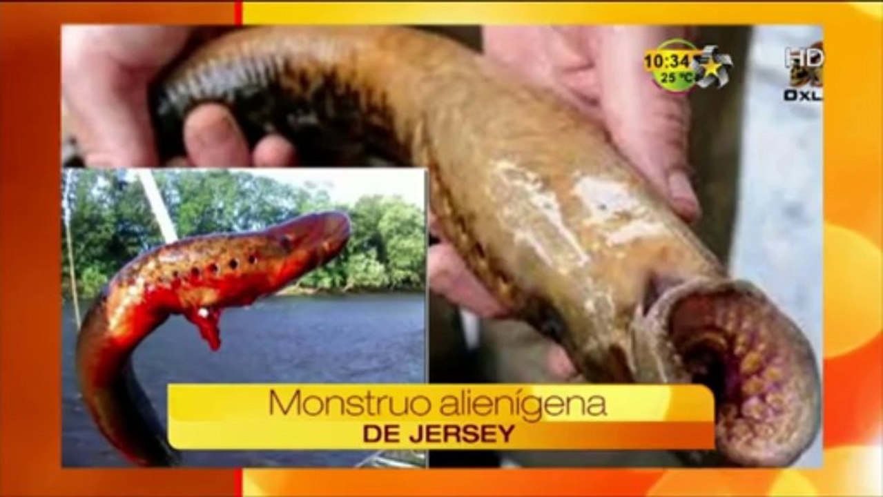 Monstruo alienígena de Jersey