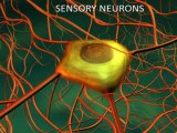 Human Anatomy - Neurons