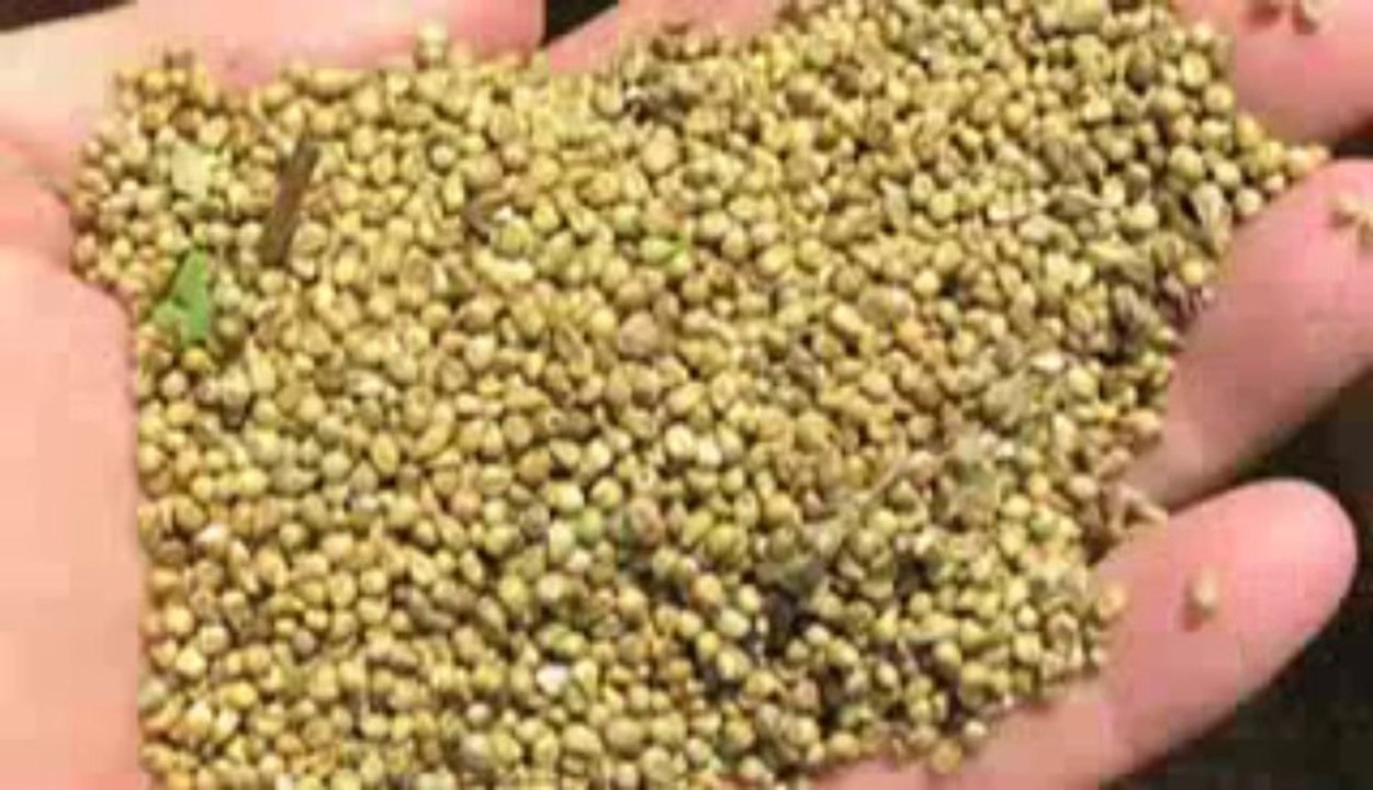 Do Carbs Make You Fat - The Truth About Fat Burning Foods