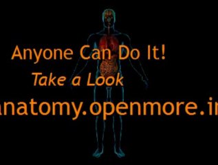 Human Anatomy And Physiology Lab - Learn it FAST!
