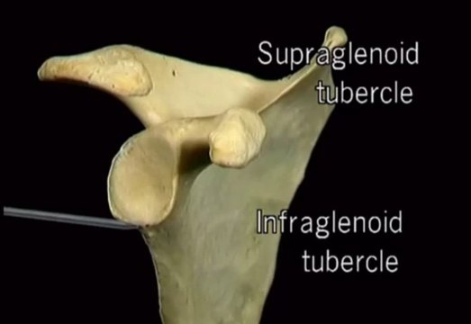 Clip Aclands DVD Atlas Human Anatomy 1of6 Upper Extremity Divx6 mp3 wogre00165221 58 26