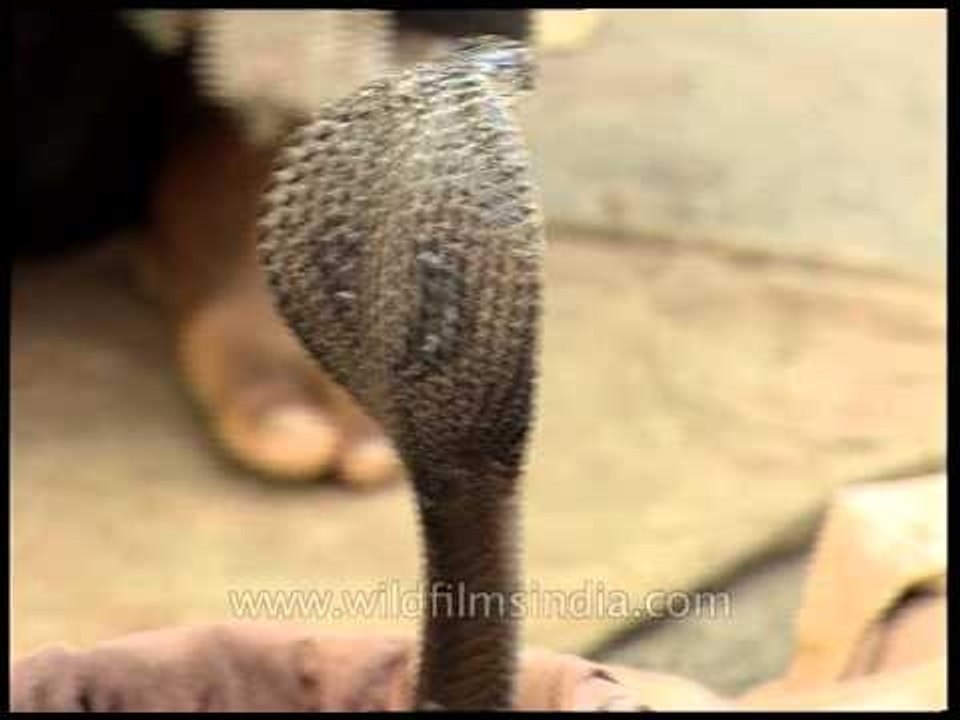Snake charmer in Delhi, India