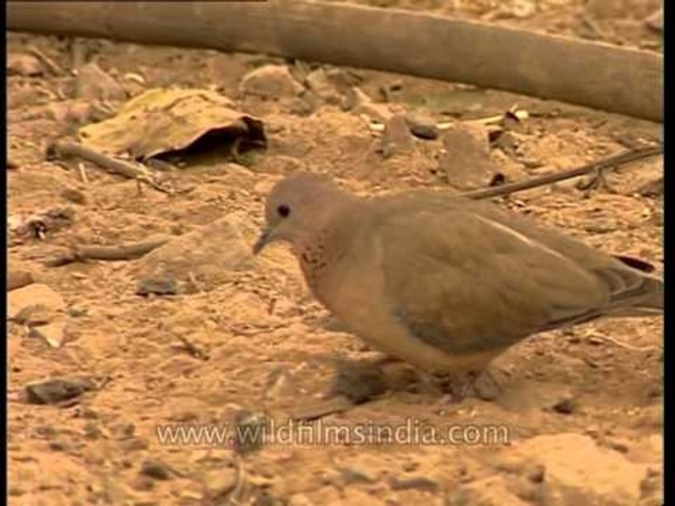 A Little Brown Dove