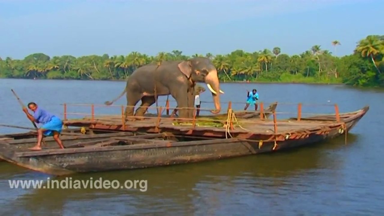 Ferrying Elephant Alappuzha Kerala
