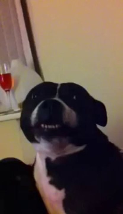 Is this dog imitating Donald Duck?