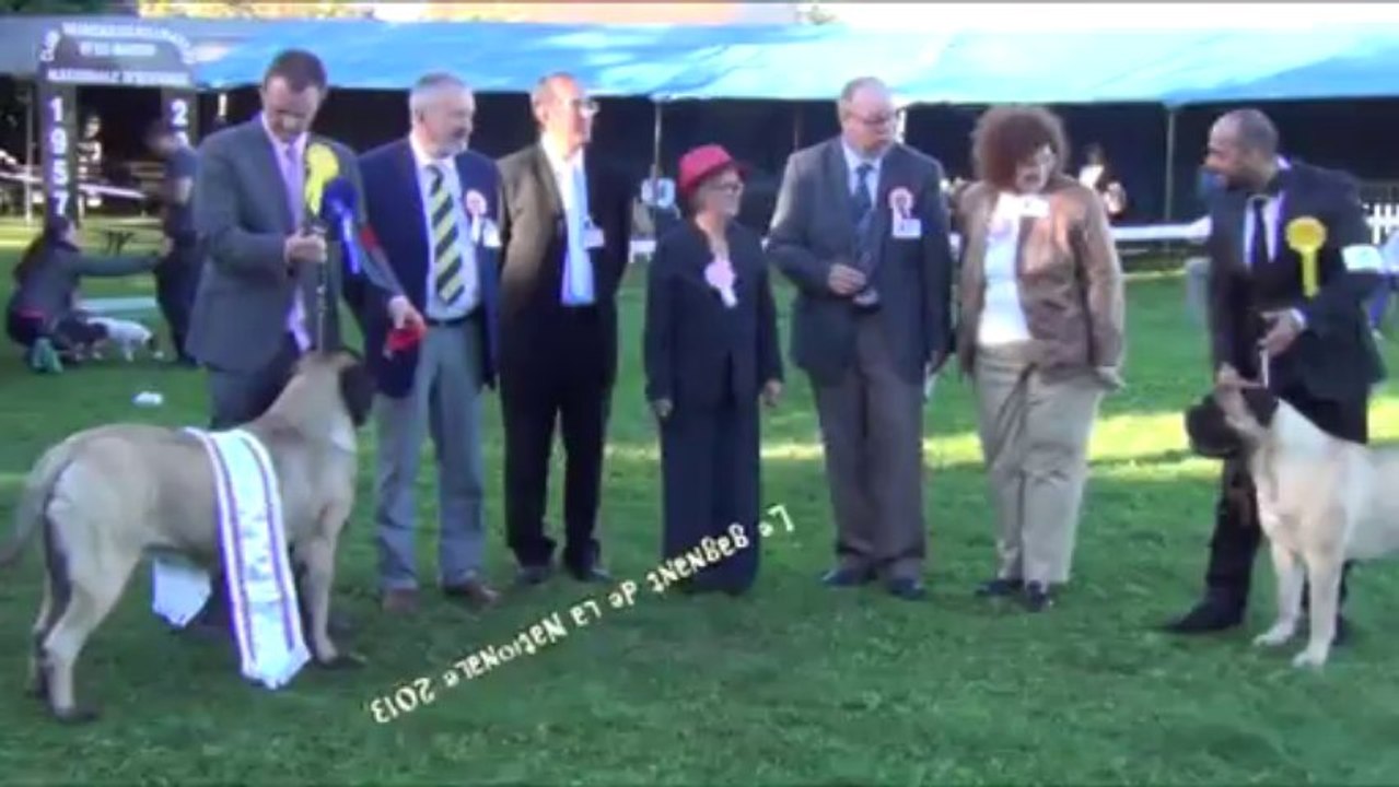Nationale d'Elevage Mastiff 53