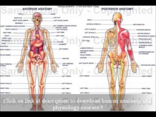 FREE Download Anatomy Of The Human Anatomy Body Book Download - Medical Studies