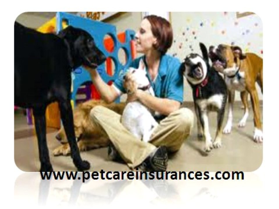 Pet Insurance Quote