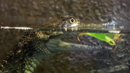 Free Stock Footage - Baby Crocodile in Water - 1080p HD