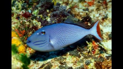 Acquario Pesci invita tutti gli utenti in: ( IL MARE ) Parte "SECONDA"