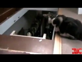The Difference Between Cats And Dogs - More Videos at Fully :)(: Silly