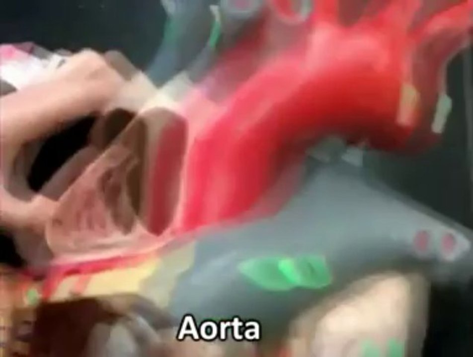 Human Anatomy 361 - Heart Model