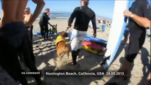 Des chiens surfent en Californie - no comment