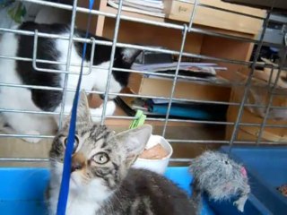 Helios vole la patée des bébés sauvageons