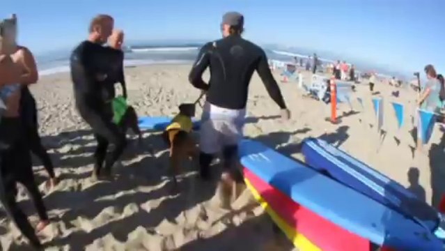 Perros con amor al mar se reunen en la quinta edición del Surf City Surf Dog