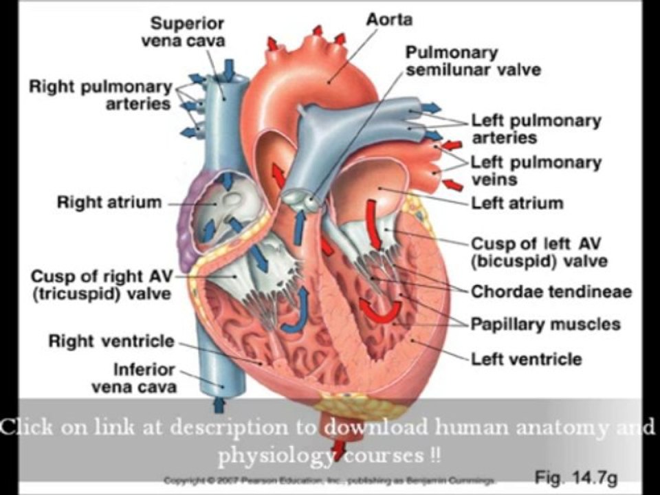 Human Anatomy And Physiology Marieb Ebook Download Latest Edition For Medical Studies