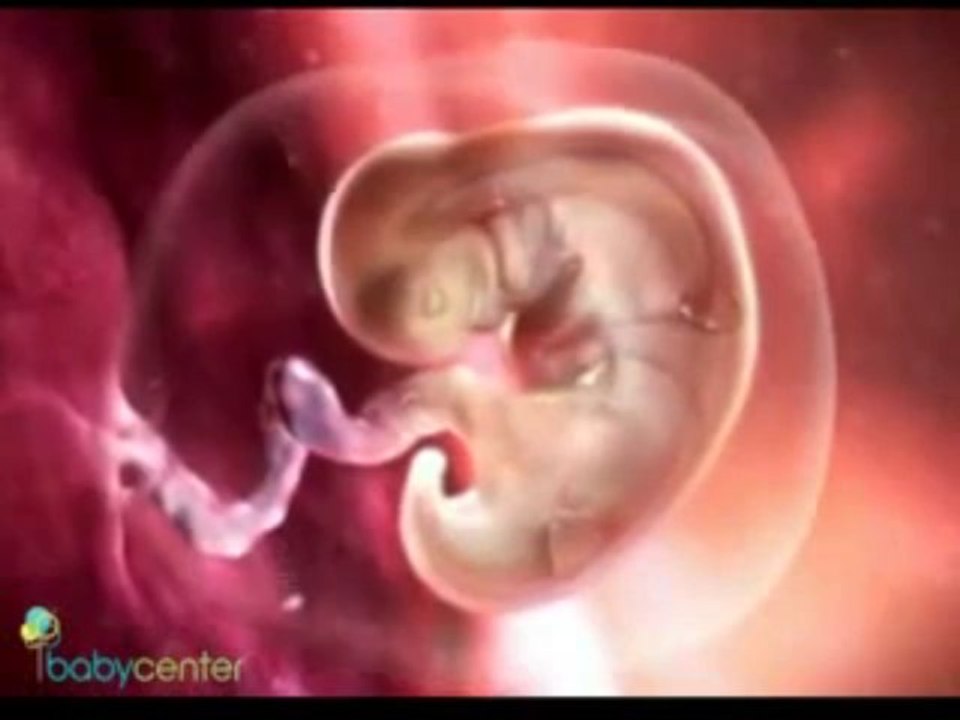 Ovulation Human Fertilization