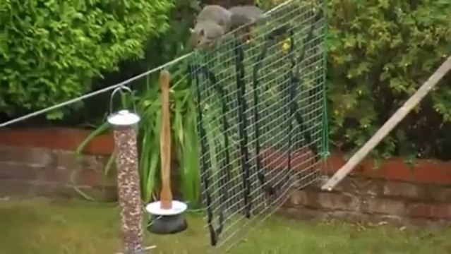 Squirrels Go Nuts for Enthusiasts' Assault Course