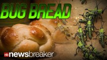BUG BREAD: Students Design Wheat Made from Grasshoppers to Help Developing Countries