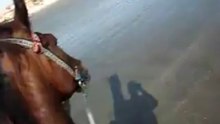 Horse Ride on the Clifton Beach in Karachi
