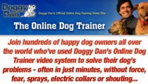 Dog Obedience Class - The Online Dog Trainer