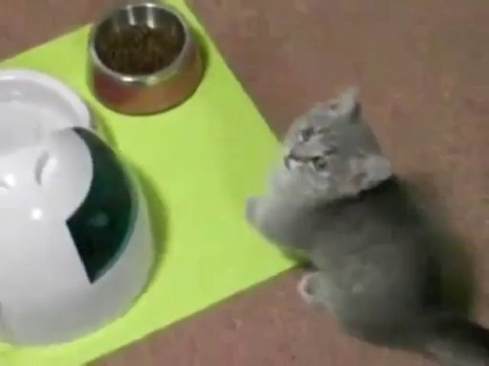 Begging Cat - Funny Videos at LolxLolz.com