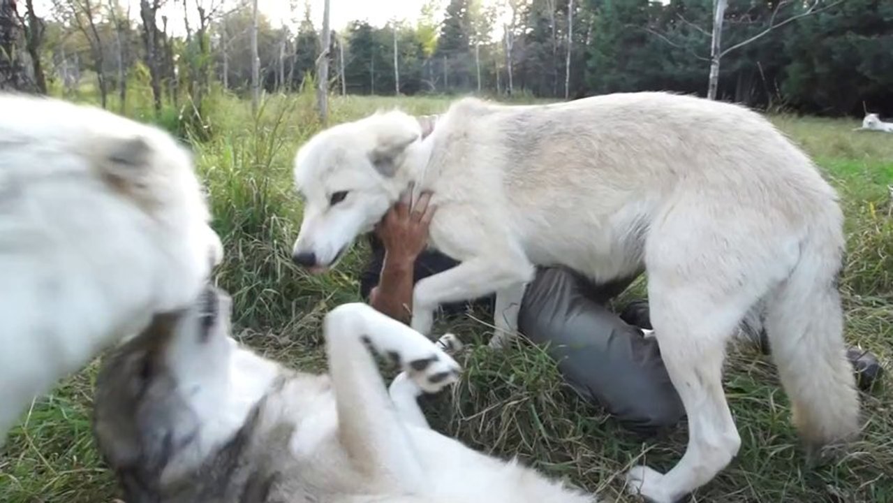 Au contact des loups dans le parc Mahikan/ Décollage immédiat