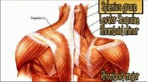 Human Anatomy 361 Muscle - Head and Neck