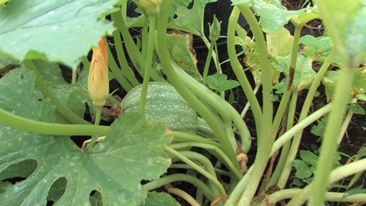 How to harvest squash