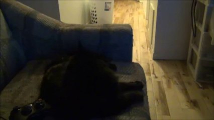 El Señor Gato quiere tu Ayuda