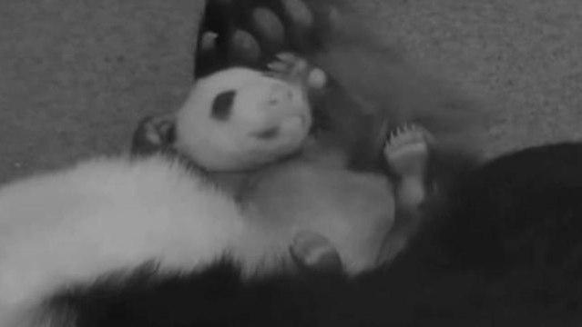 Government Shutdown Affects Asteroid Watch, Panda Cam, Goats