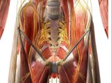 Essentials Of Human Anatomy And Physiology The Muscular System - Anatomy Study Course.