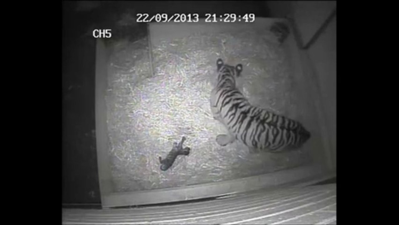 El nacimiento de un tigre