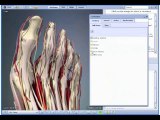Interactive Foot and Ankle Human Anatomy in 3D - New 2009!