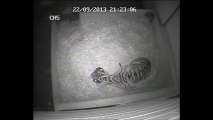 Nascimento de filho de tigre-de-sumatra em Londres