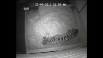 London Zoo welcomes first tiger cub in 17 years